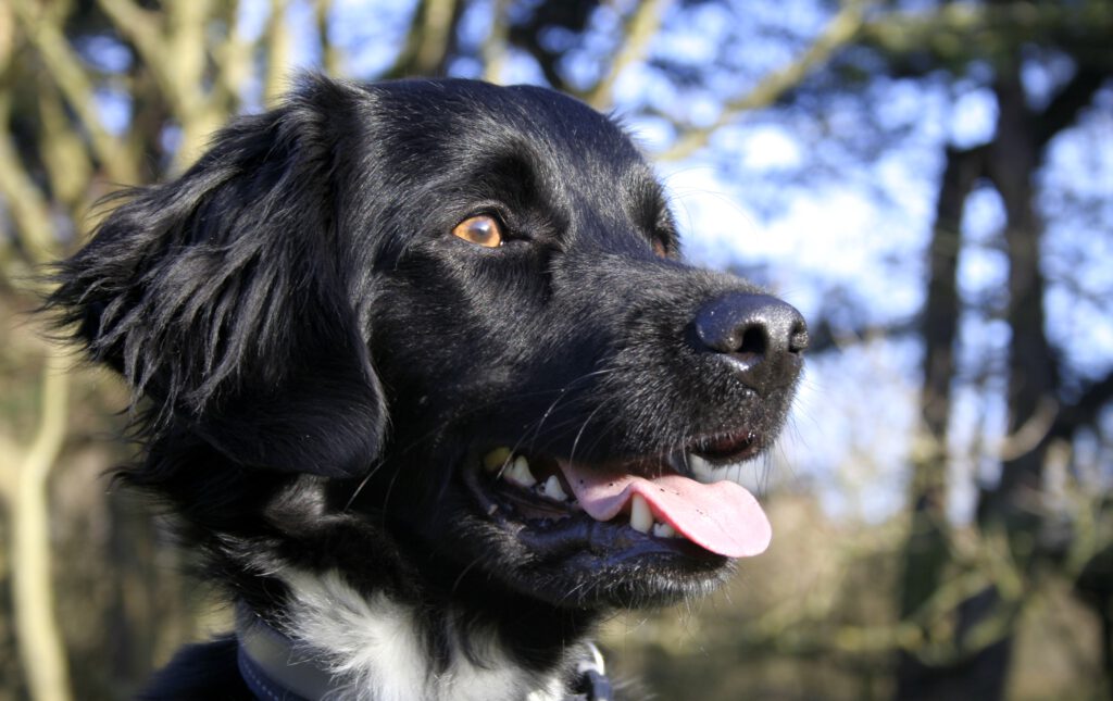 Hondentraining-Hondenschool-Puppycursus-Regio-Leiden