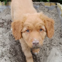 Hondentraining-Hondenschool-Puppycursus-Regio-Leiden