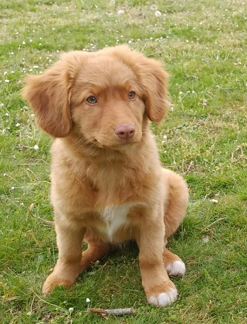 Hondentraining-Hondenschool-Puppycursus-Regio-Leiden