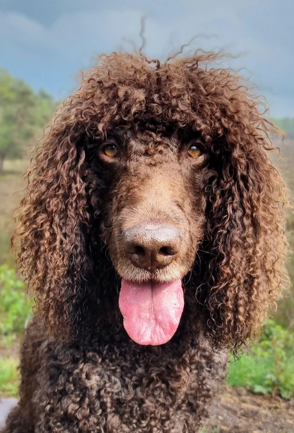 Ierse-Waterspaniel-Hondentraining-Hondenschool-Puppycursus-Regio-Leiden