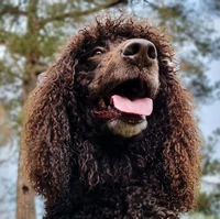 Ierse-Waterspaniel-Hondentraining-Hondenschool-Puppycursus-Regio-Leiden