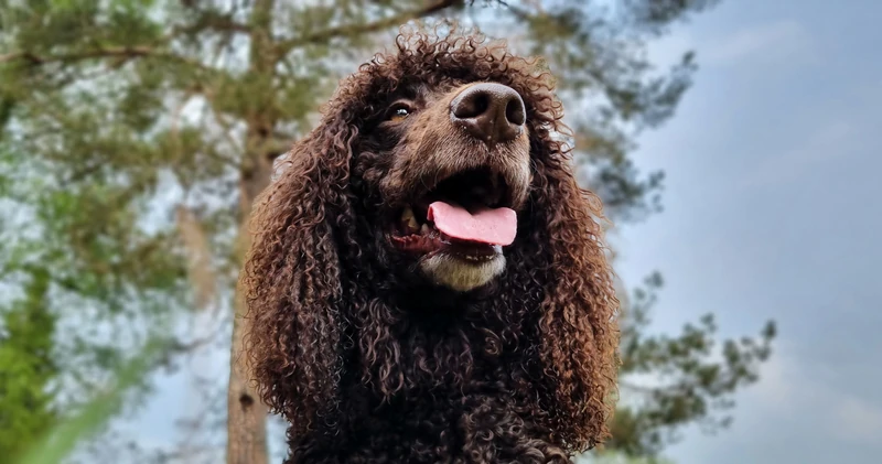 Ierse-Waterspaniel-Hondentraining-Hondenschool-Puppycursus-Regio-Leiden