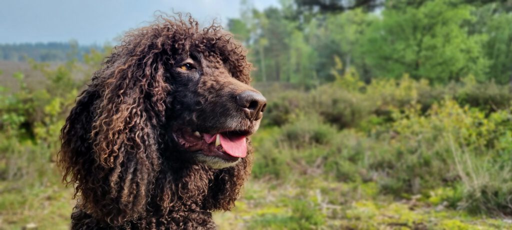 Hondentraining-Hondenschool-Puppycursus-Regio-Leiden