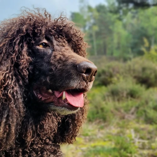 Ierse-Waterspaniel-Hondentraining-Hondenschool-Puppycursus-Regio-Leiden