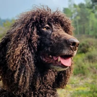 Ierse-Waterspaniel-Hondentraining-Hondenschool-Puppycursus-Regio-Leiden