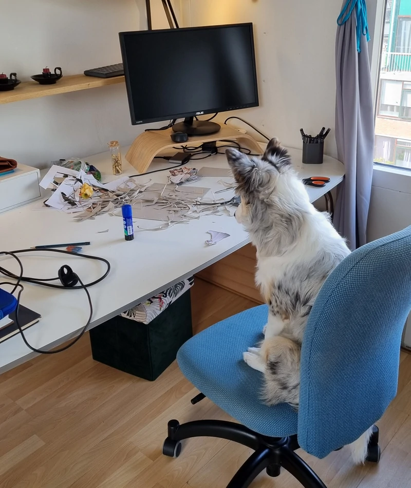 Border-Collie-Hondentraining-Hondenschool-Puppycursus-Regio-Leiden