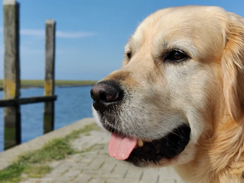 Golden-Retriever-Hondentraining-Hondenschool-Puppycursus-Regio-Leiden