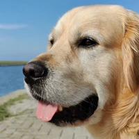 Golden-Retriever-Hondentraining-Hondenschool-Puppycursus-Regio-Leiden