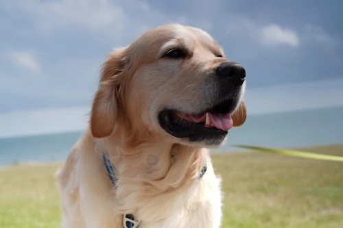 Golden-Retriever-Hondentraining-Hondenschool-Puppycursus-Regio-Leiden