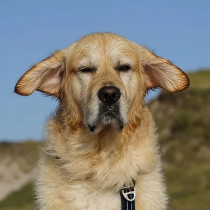 Golden-Retriever-Hondentraining-Hondenschool-Puppycursus-Regio-Leiden