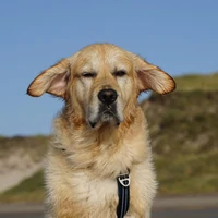 Golden-Retriever-Hondentraining-Hondenschool-Puppycursus-Regio-Leiden