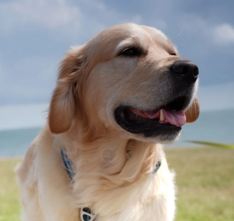 Golden-Retriever-Hondentraining-Hondenschool-Puppycursus-Regio-Leiden