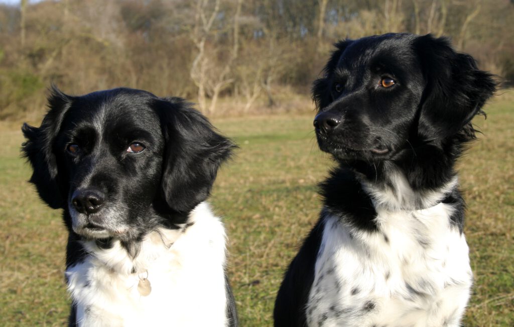 Hondentraining-Hondenschool-Puppycursus-Regio-Leiden