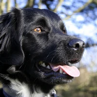 Friese-Stabij-Hondentraining-Hondenschool-Puppycursus-Regio-Leiden