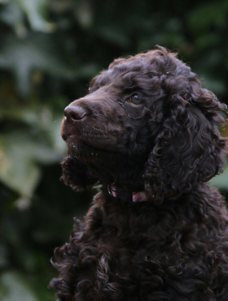 Hondentraining-Hondenschool-Puppycursus-Regio-Leiden