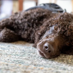 Hondentraining-Hondenschool-Puppycursus-Regio-Leiden