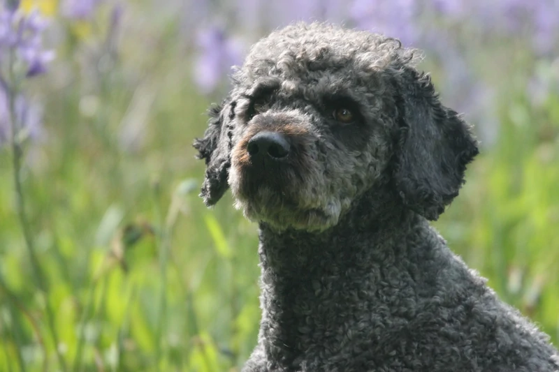 Hondentraining-Hondenschool-Puppycursus-Regio-Leiden