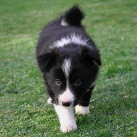 Border-Collie-Hondentraining-Hondenschool-Puppycursus-Regio-Leiden