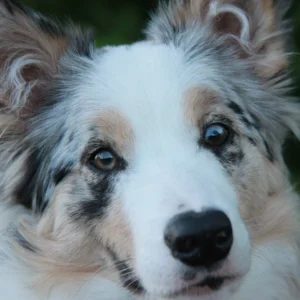 Hondentraining-Hondenschool-Puppycursus-Regio-Leiden