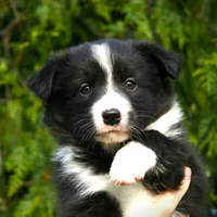 Border-Collie-Hondentraining-Hondenschool-Puppycursus-Regio-Leiden