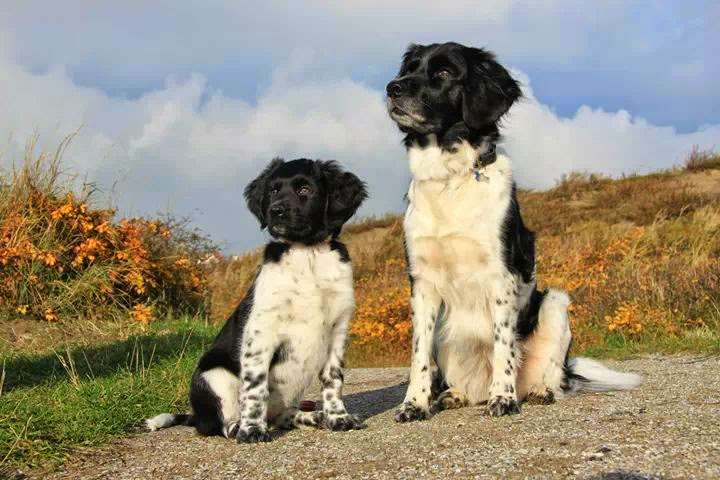 Hondentraining-Hondenschool-Puppycursus-Regio-Leiden