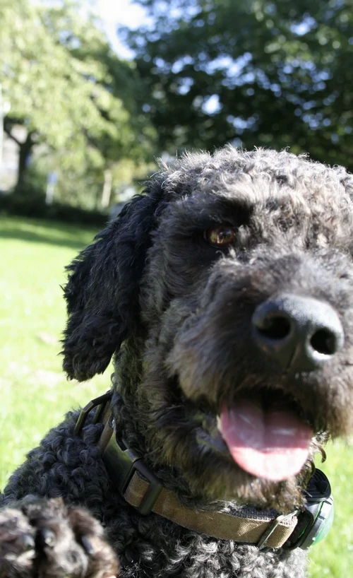 Hondentraining-Hondenschool-Puppycursus-Regio-Leiden