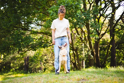 Border-Collie-Hondentraining-Hondenschool-Puppycursus-Regio-Leiden