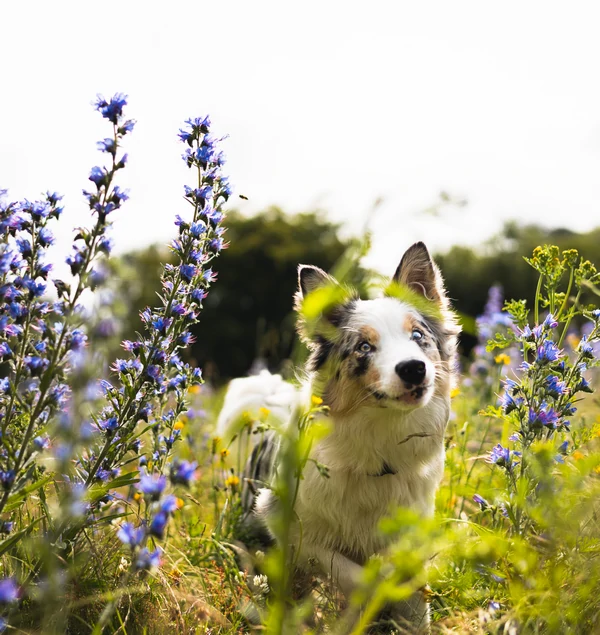 Border-Collie-Hondentraining-Hondenschool-Puppycursus-Regio-Leiden