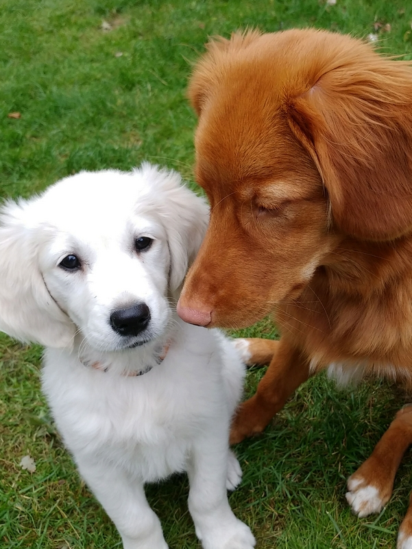 Toller-Hondentraining-Hondenschool-Puppycursus-Regio-Leiden
