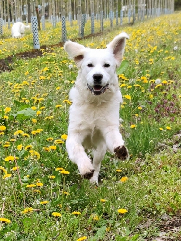 Golden-Retriever-Hondentraining-Hondenschool-Puppycursus-Regio-Leiden