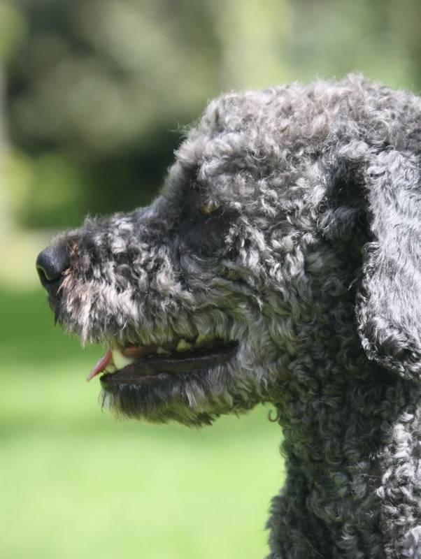 Spaanse-Waterhond-Hondentraining-Hondenschool-Puppycursus-Regio-Leiden