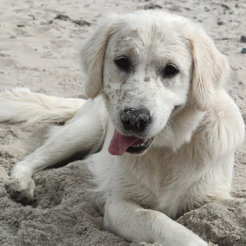 Hond-Golden-Retriever-Hondenschool-Hondentraining-Puppycursus-Basiscursus