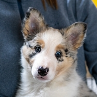 puppy-training-hondenschool-border-collie