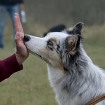 Hondentraining-Hondenschool-Puppycursus-Regio-Leiden-zomerlessen