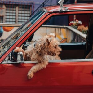 A cute dog leans out of a car window, enjoying the city view on a sunny day.