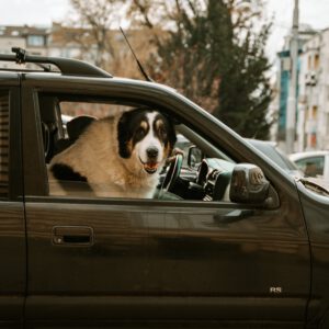 Adorable large dog sitting in the passenger seat of a parked car in Sofia, Bulgaria.